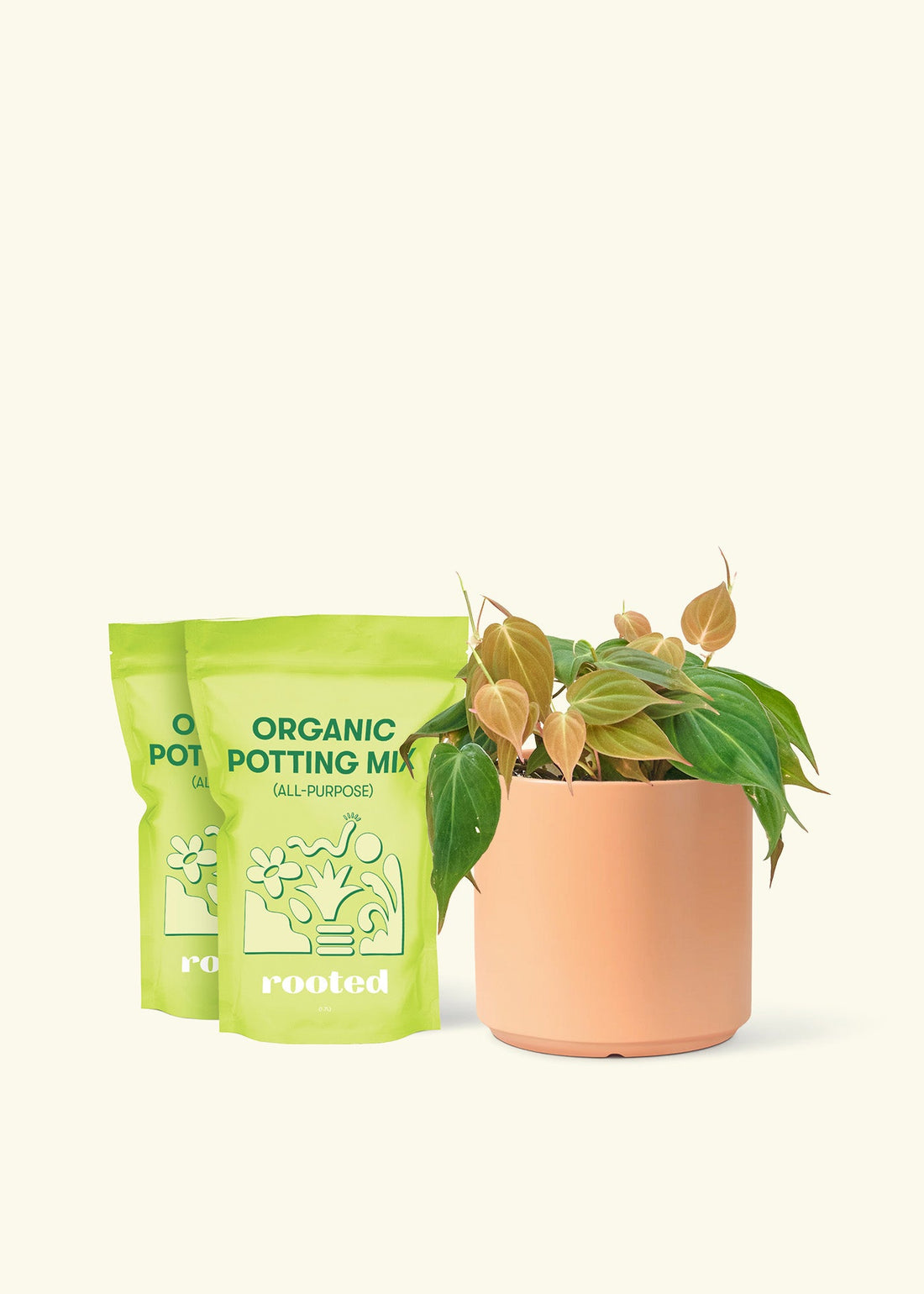 Medium Velvet Leaf Philodendron (Philodendron micans) in a peach cylinder pot and two bag of soil.