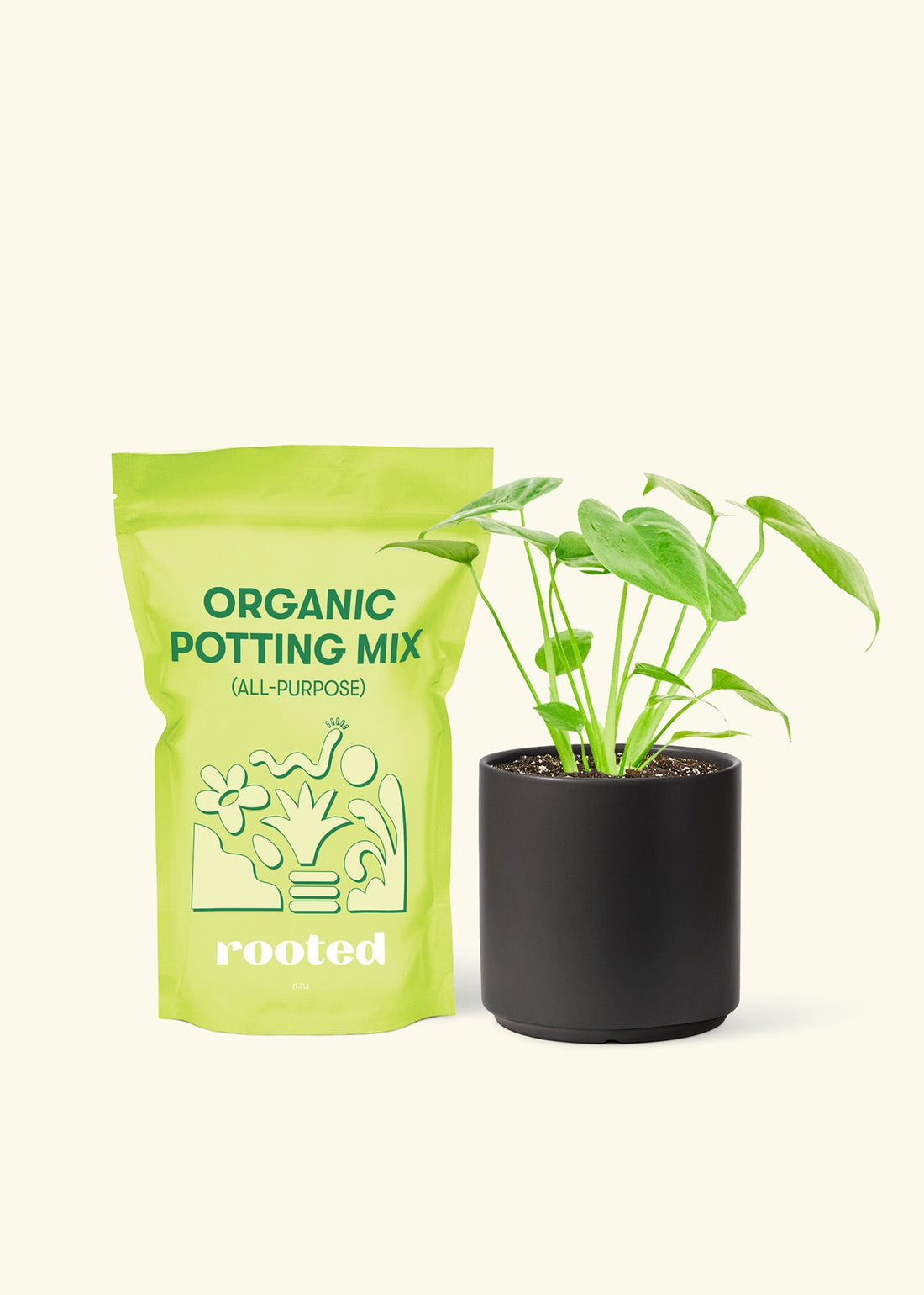Small Swiss Cheese Plant (Monstera deliciosa) in a black cylinder pot and a bag of soil.