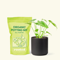Small Swiss Cheese Plant (Monstera deliciosa) in a black cylinder pot and a bag of soil.