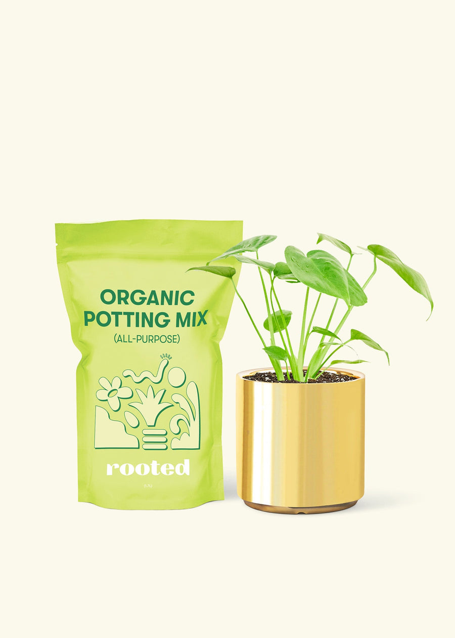 Small Swiss Cheese Plant (Monstera deliciosa) in a gold cylinder pot and a bag of soil.