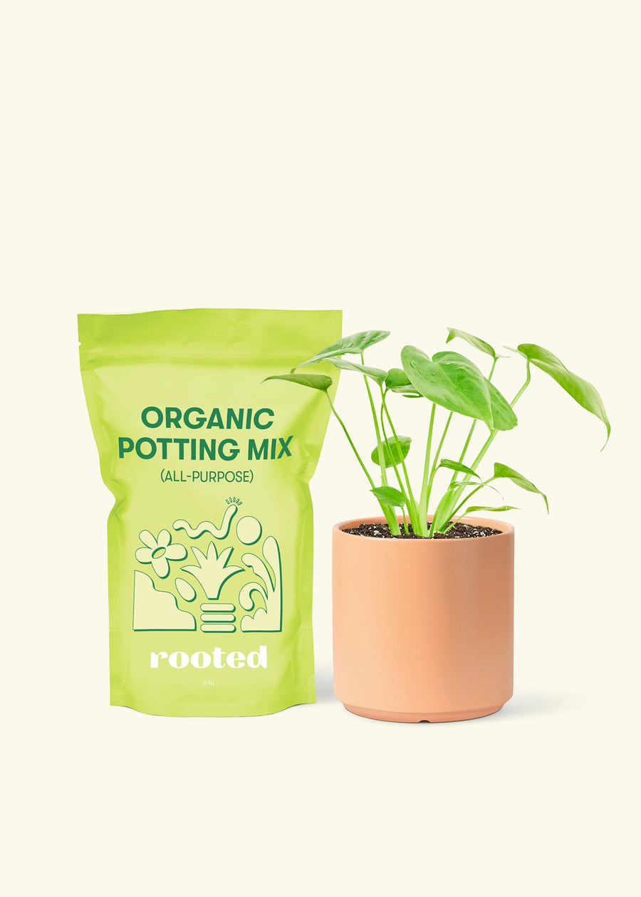 Small Swiss Cheese Plant (Monstera deliciosa) in a peach cylinder pot and a bag of soil.