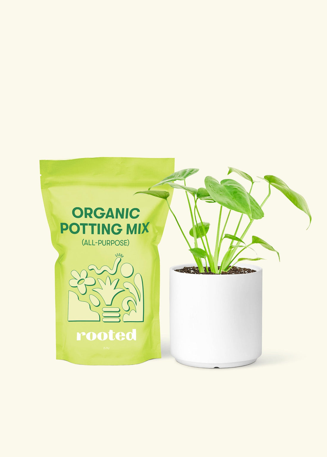 Small Swiss Cheese Plant (Monstera deliciosa) in a white cylinder pot and a bag of soil.