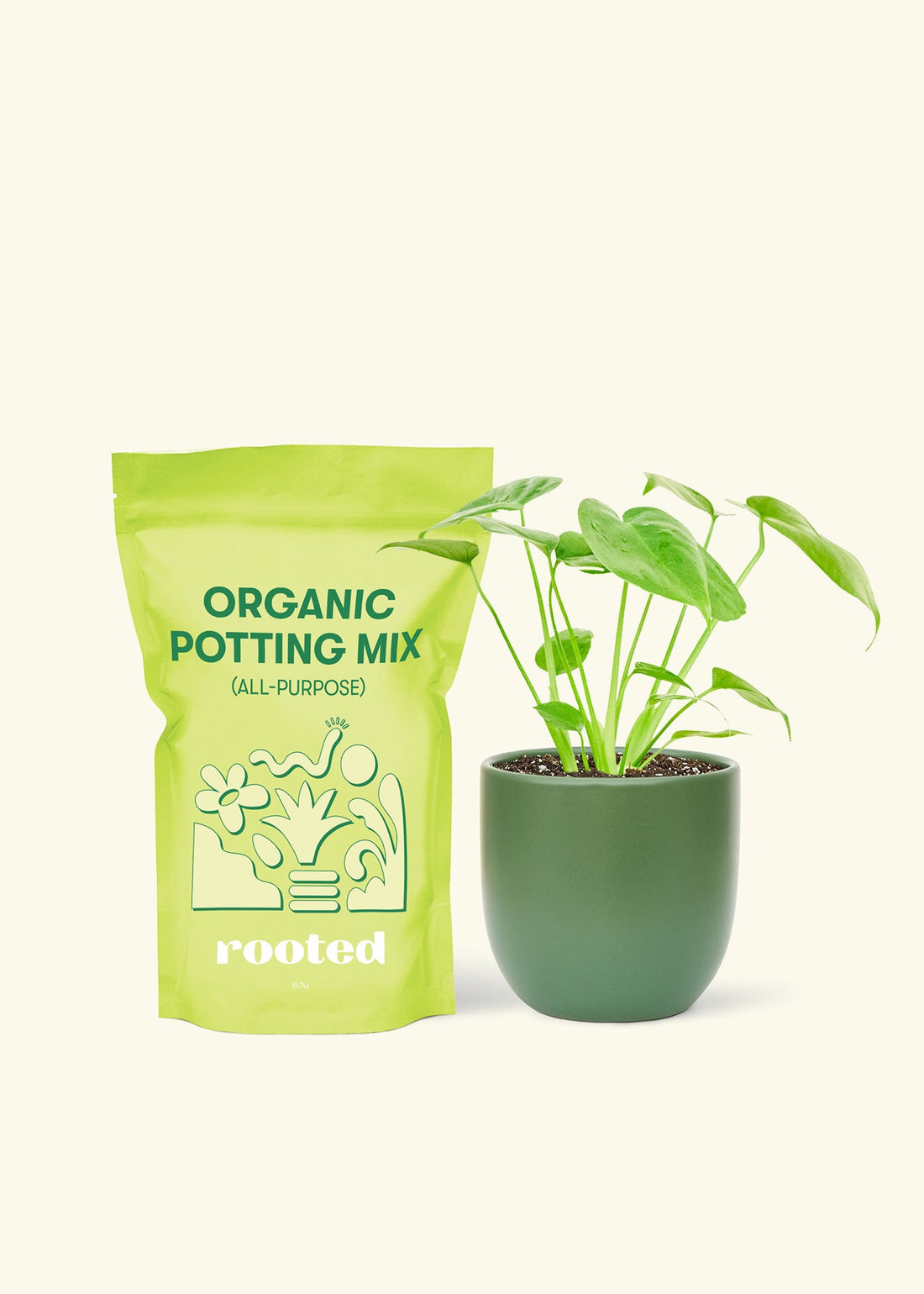 Small Swiss Cheese Plant (Monstera deliciosa) in a green rounded pot and a bag of soil.