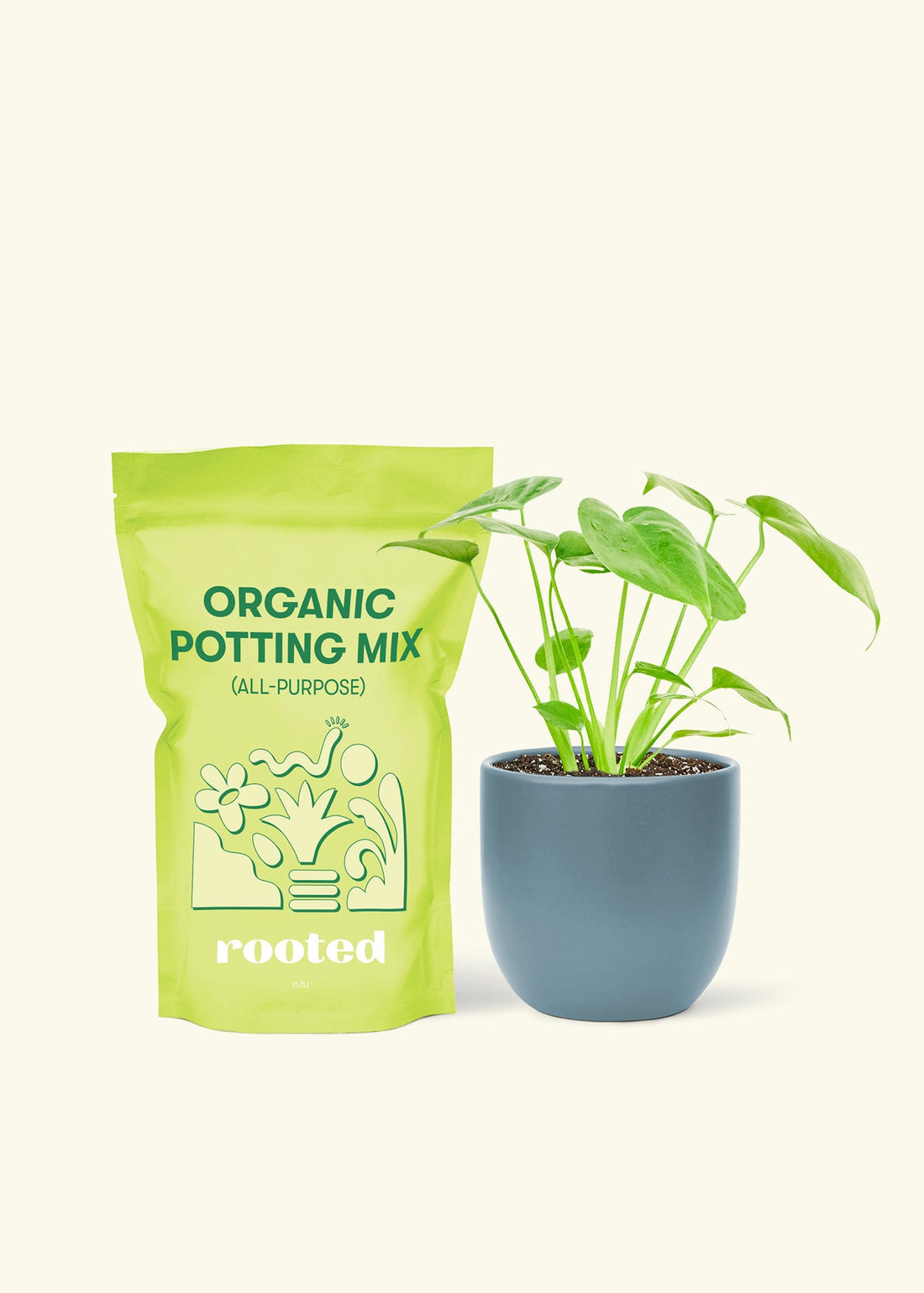 Small Swiss Cheese Plant (Monstera deliciosa) in a indigo rounded pot and a bag of soil.