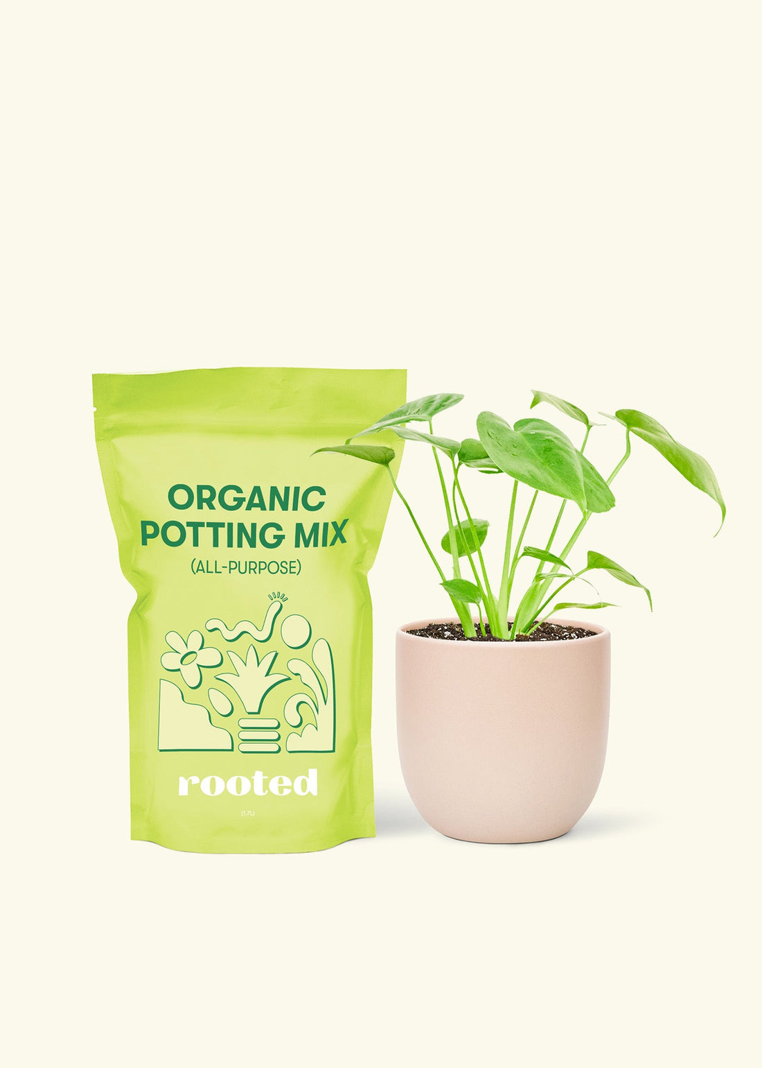 Small Swiss Cheese Plant (Monstera deliciosa) in a pink rounded pot and a bag of soil.