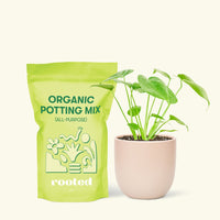 Small Swiss Cheese Plant (Monstera deliciosa) in a pink rounded pot and a bag of soil.
