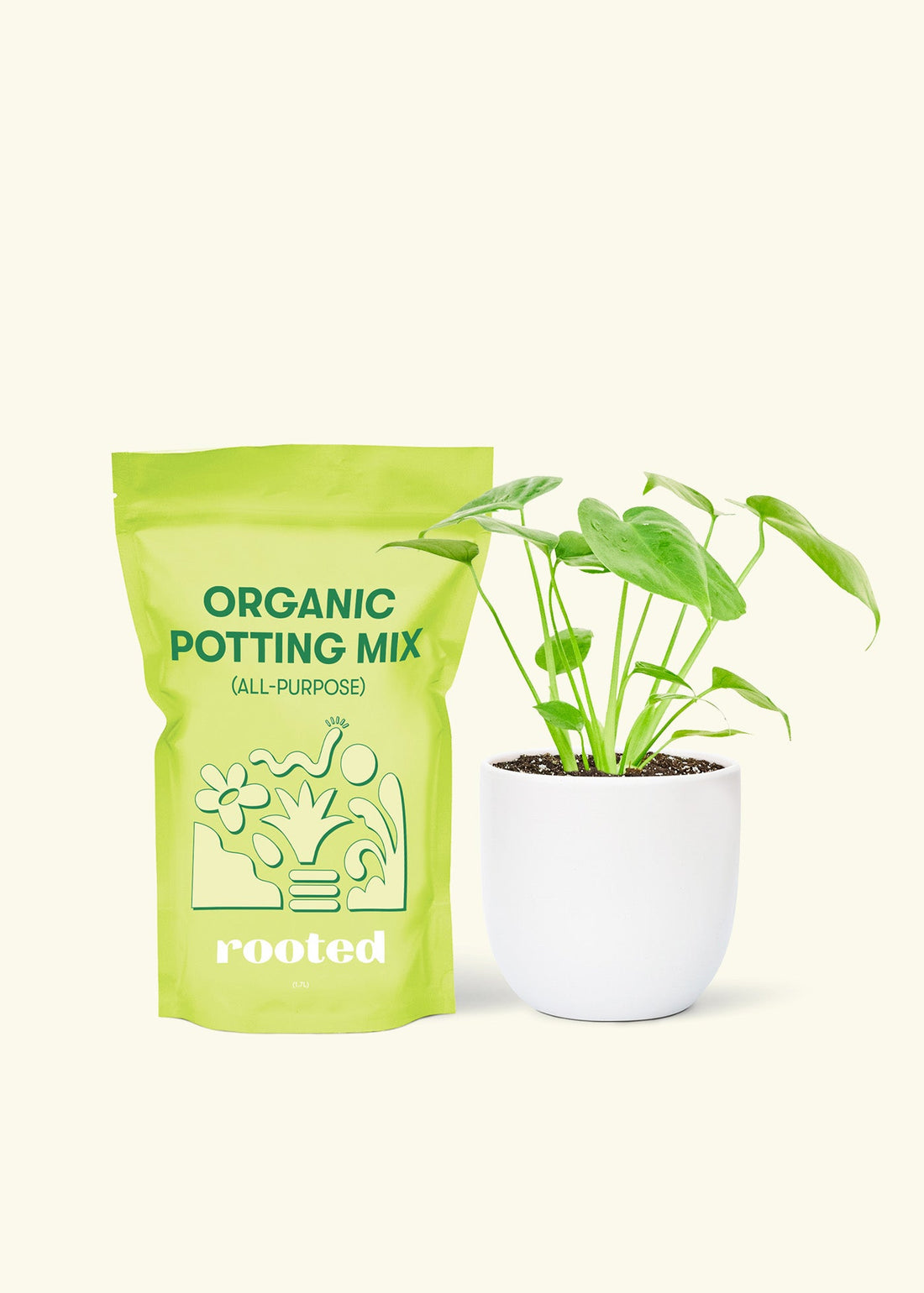 Small Swiss Cheese Plant (Monstera deliciosa) in a white rounded pot and a bag of soil.