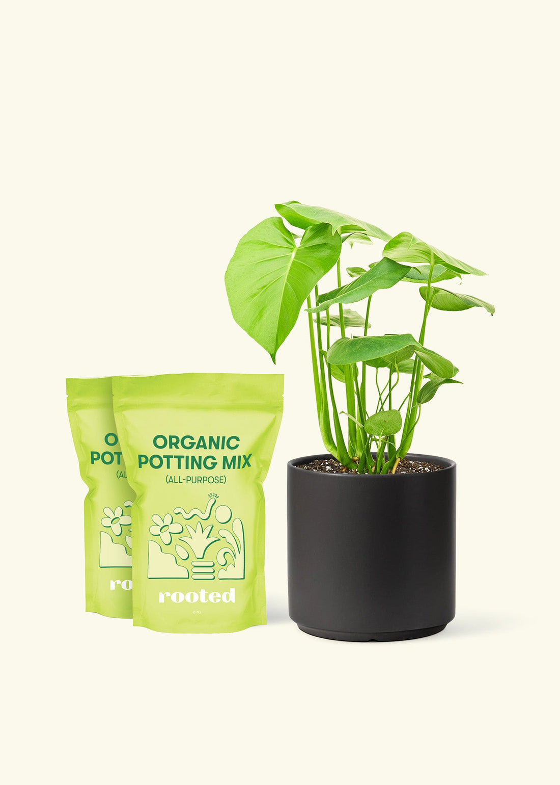 Medium Swiss Cheese Plant (Monstera deliciosa) in a black cylinder pot and two bag of soil.