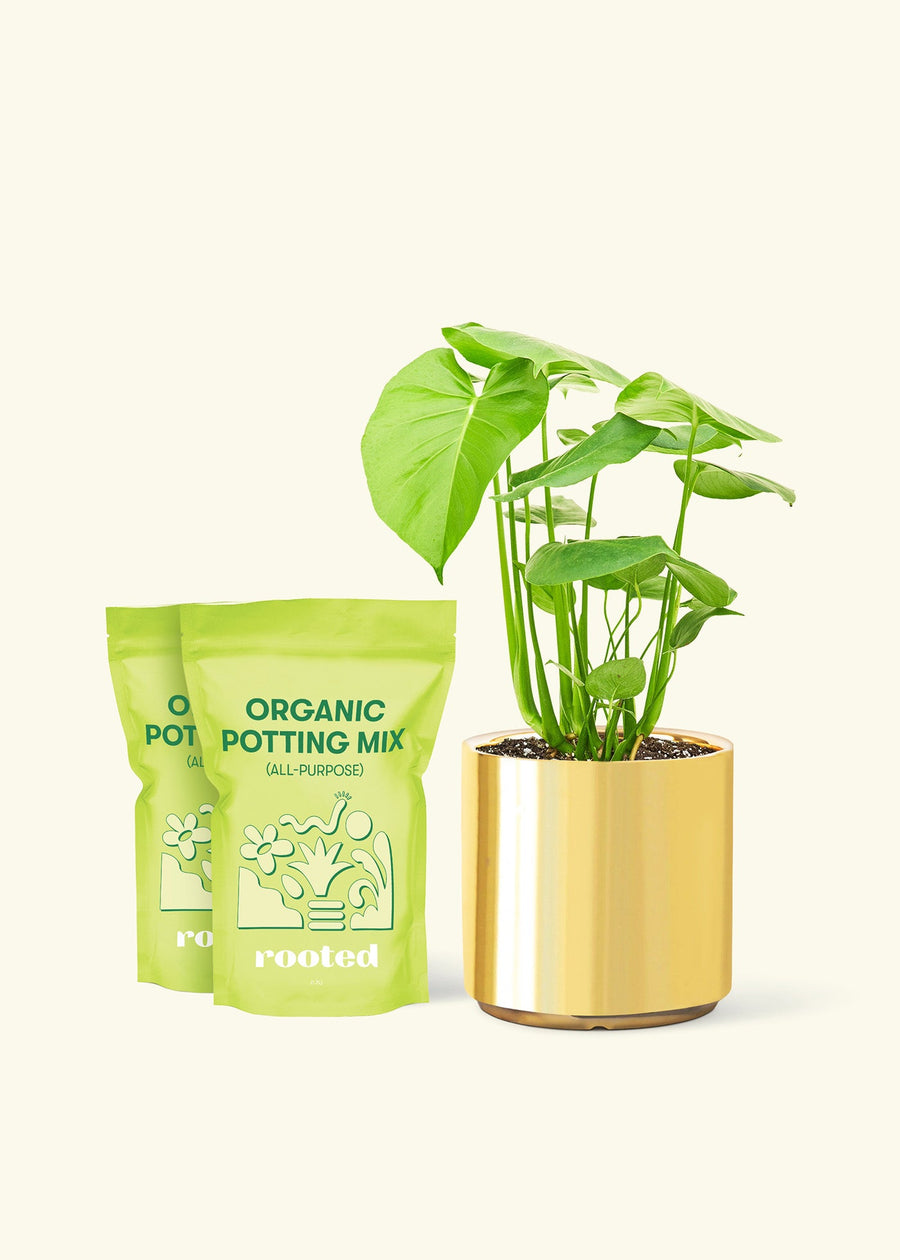 Medium Swiss Cheese Plant (Monstera deliciosa) in a gold cylinder pot and two bag of soil.