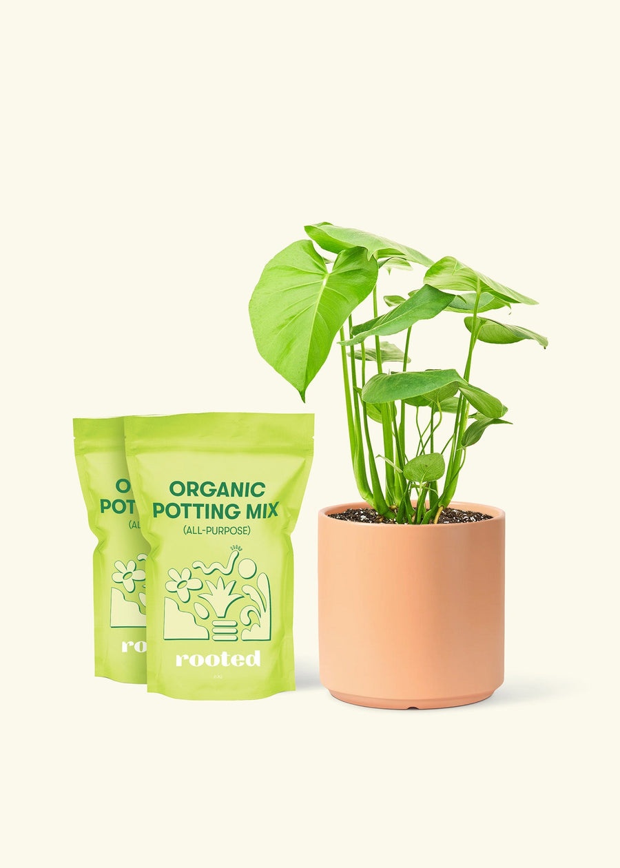 Medium Swiss Cheese Plant (Monstera deliciosa) in a peach cylinder pot and two bag of soil.