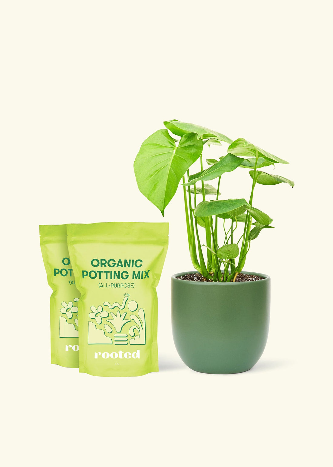 Medium Swiss Cheese Plant (Monstera deliciosa) in a green rounded pot and two bag of soil.