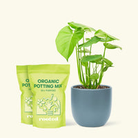 Medium Swiss Cheese Plant (Monstera deliciosa) in a indigo rounded pot and two bag of soil.
