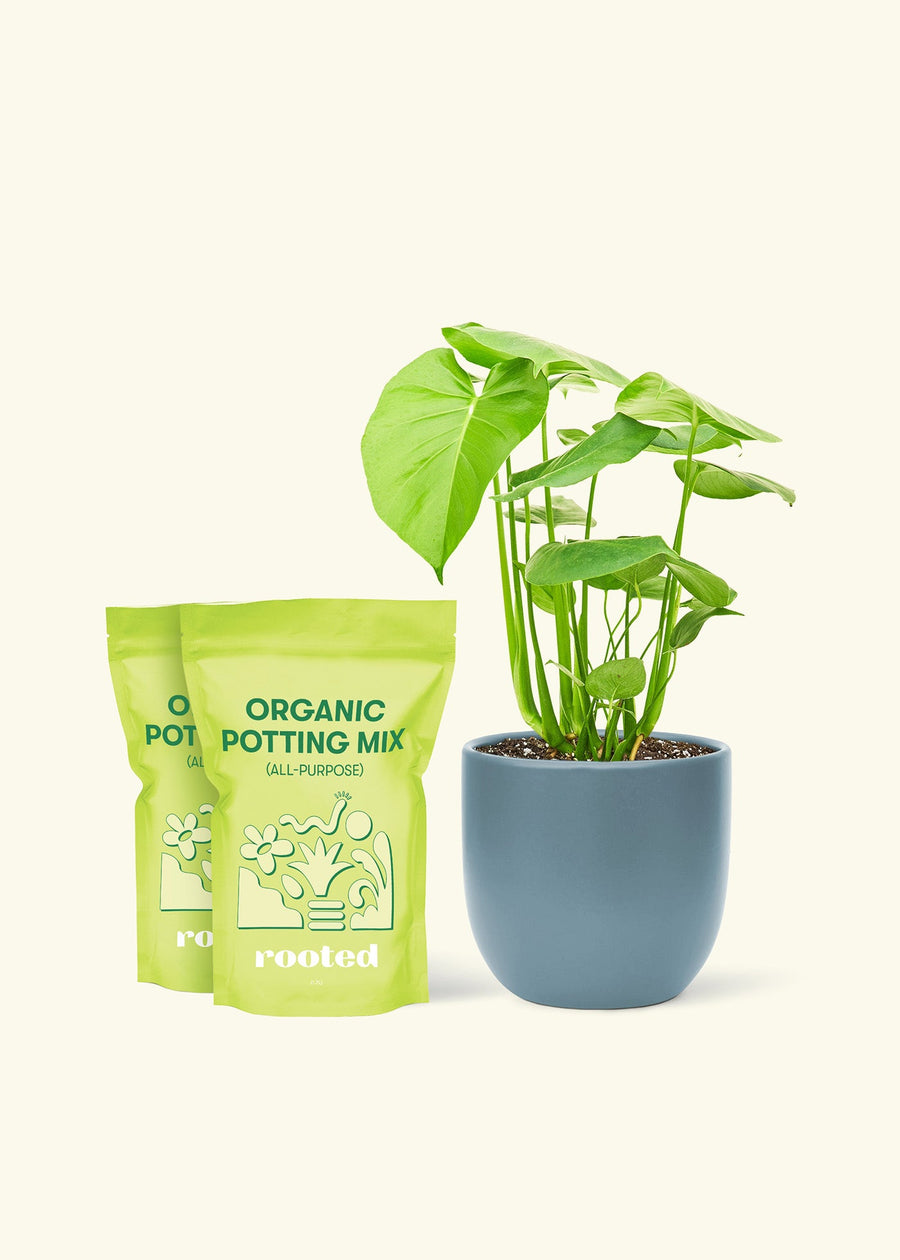 Medium Swiss Cheese Plant (Monstera deliciosa) in a indigo rounded pot and two bag of soil.