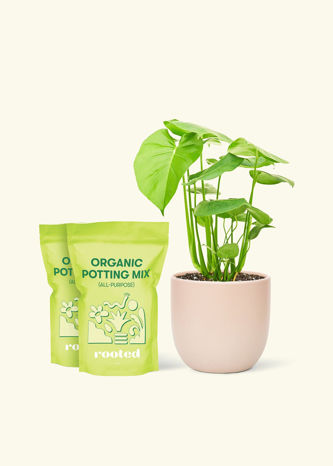 Medium Swiss Cheese Plant (Monstera deliciosa) in a pink rounded pot and two bag of soil.