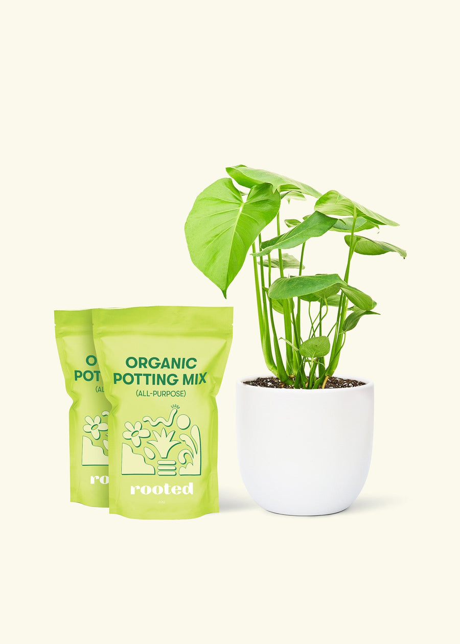 Medium Swiss Cheese Plant (Monstera deliciosa) in a white rounded pot and two bag of soil.