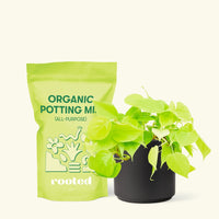 Small Neon Philodendron (Philodendron cordatum) in a black cylinder pot and a bag of soil.
