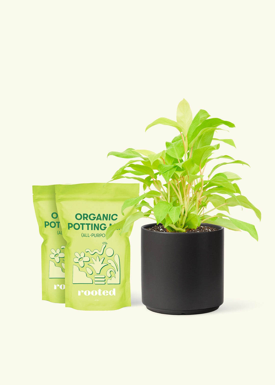 Medium Philodendron &