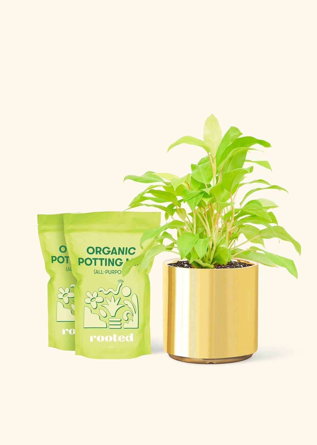 Medium Philodendron &