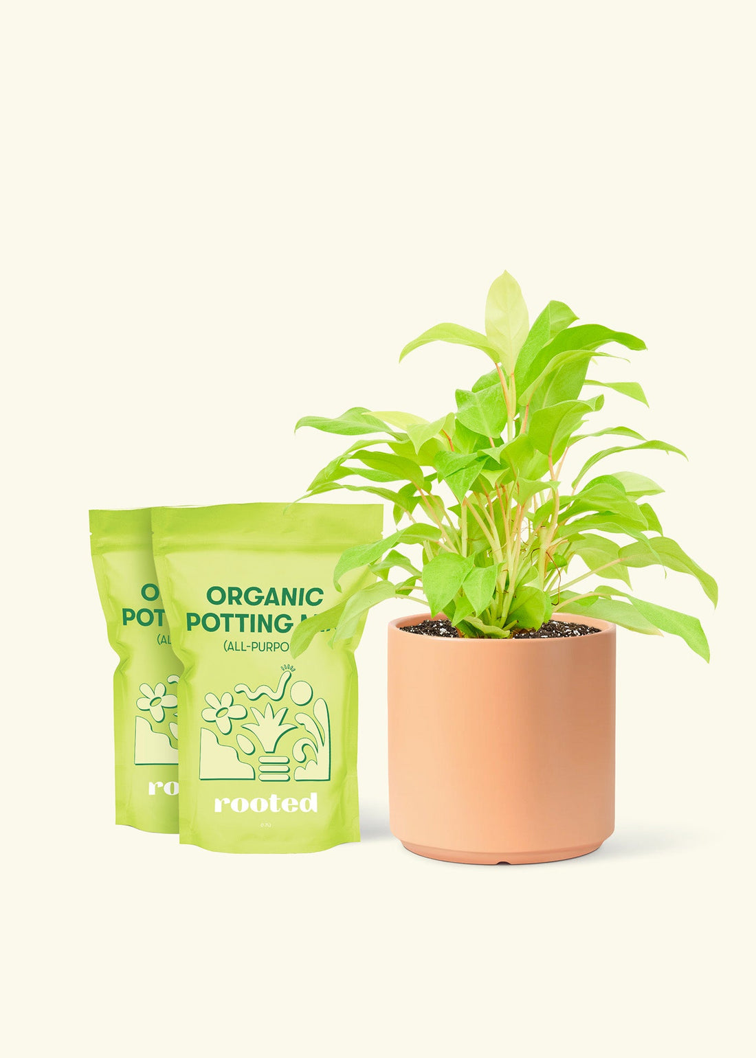 Medium Philodendron &