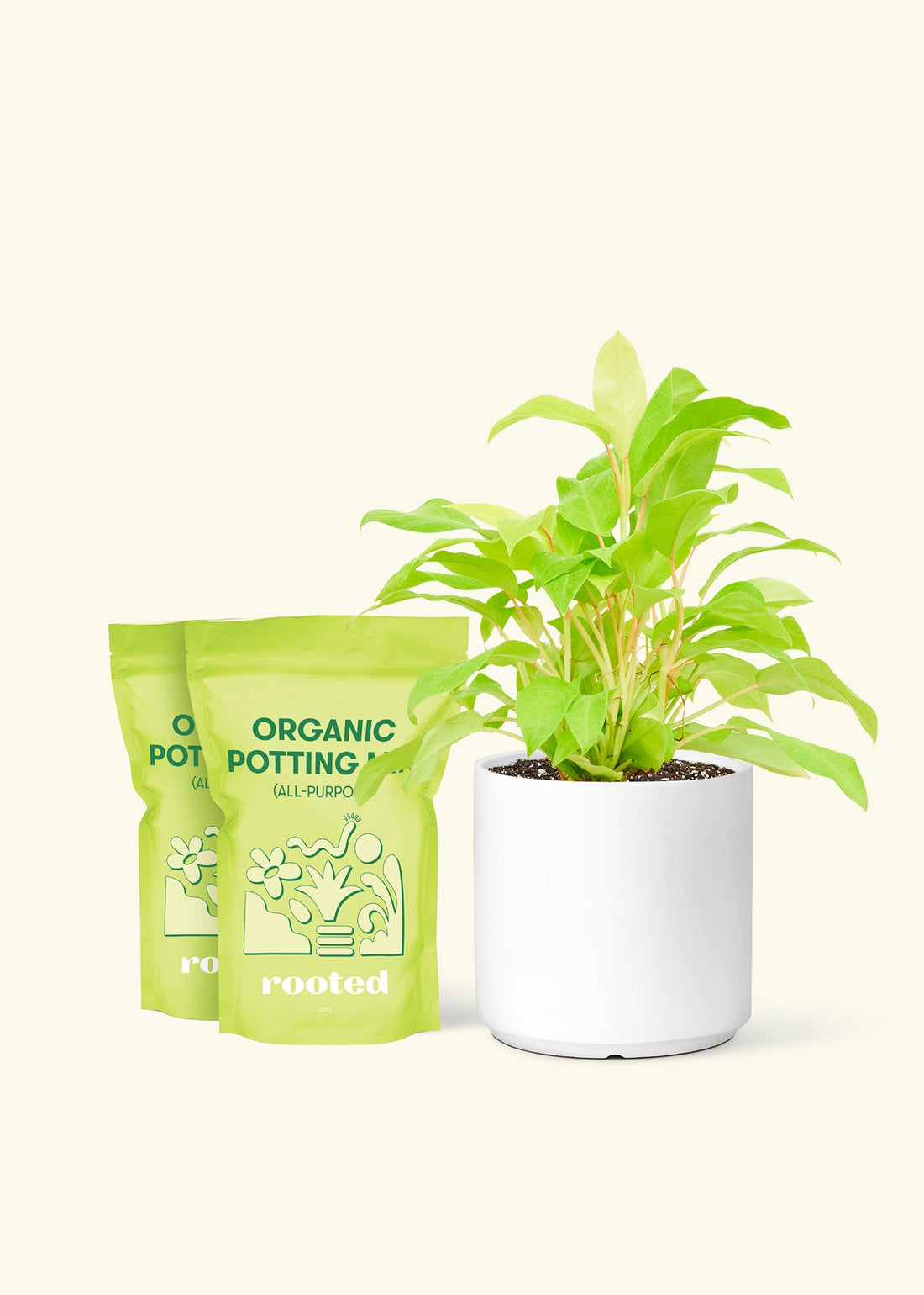 Medium Philodendron &