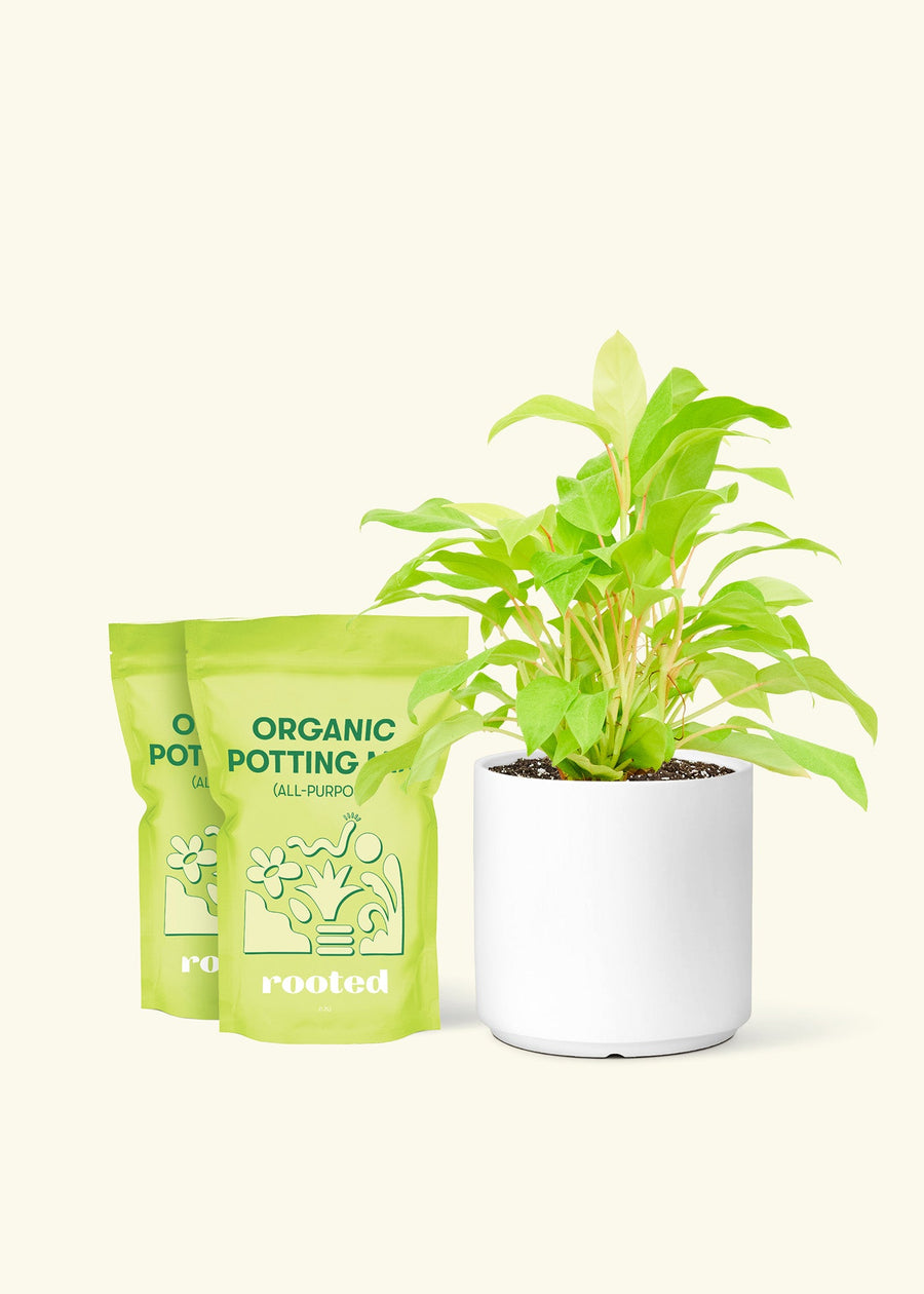 Medium Philodendron 'Neon' (Philodendron cordatum) in a white cylinder pot and two bag of soil.