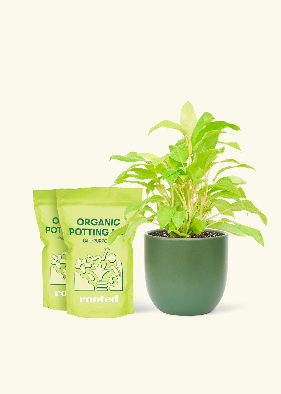 Medium Philodendron 'Neon' (Philodendron cordatum) in a green rounded pot and two bag of soil.