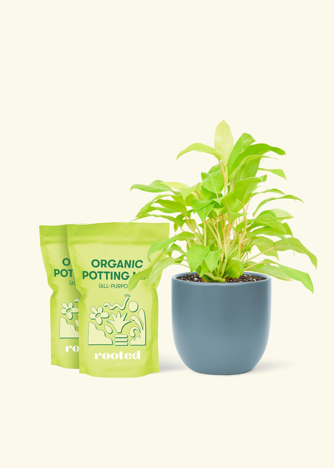 Medium Philodendron &