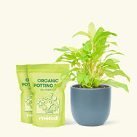 Medium Philodendron 'Neon' (Philodendron cordatum) in a indigo rounded pot and two bag of soil.