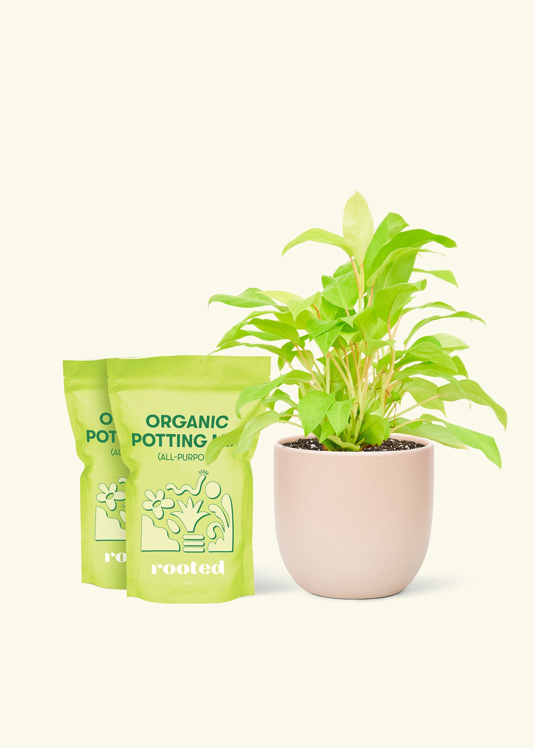 Medium Philodendron &