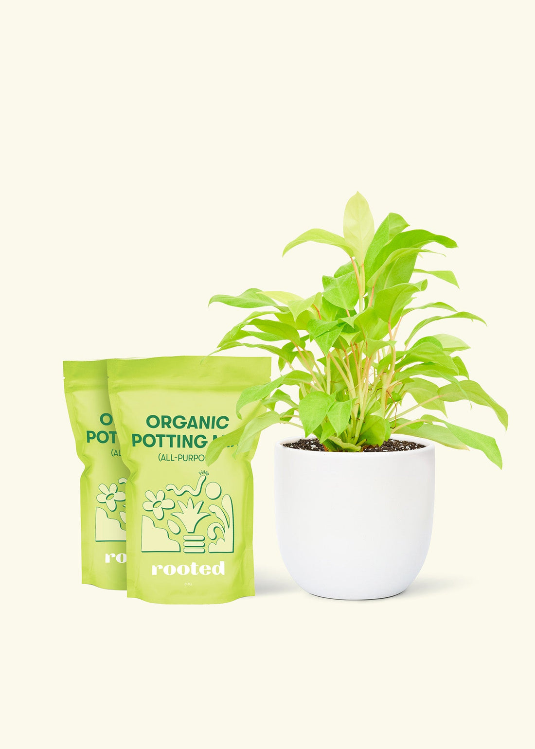 Medium Philodendron &