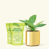 Medium Monstera 'Peru' (Monstera Karstenianum 'Peru') in a gold cylinder pot and two bag of soil.