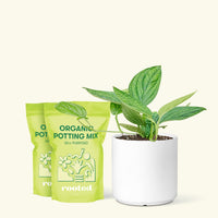 Medium Monstera 'Peru' (Monstera Karstenianum 'Peru') in a white cylinder pot and two bag of soil.