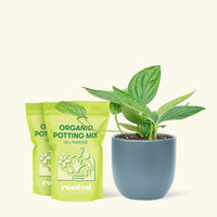 Medium Monstera 'Peru' (Monstera Karstenianum 'Peru') in a indigo rounded pot and two bag of soil.