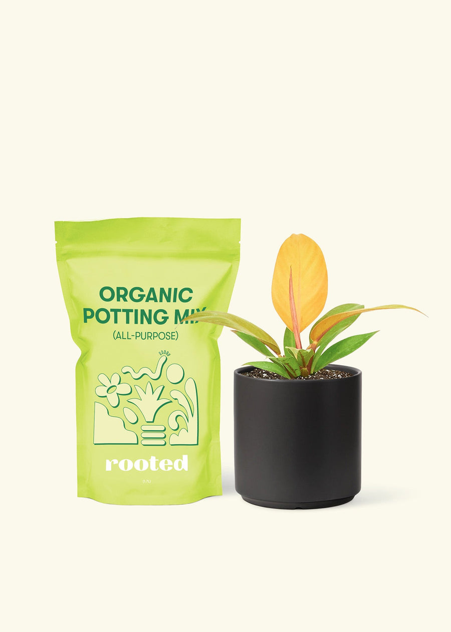Small Philodendron Prince of Orange in a black cylinder pot and a bag of soil.