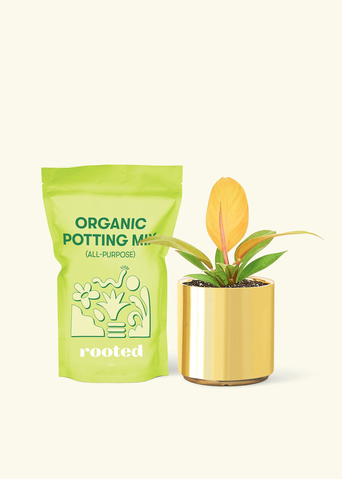 Small Philodendron Prince of Orange in a gold cylinder pot and a bag of soil.
