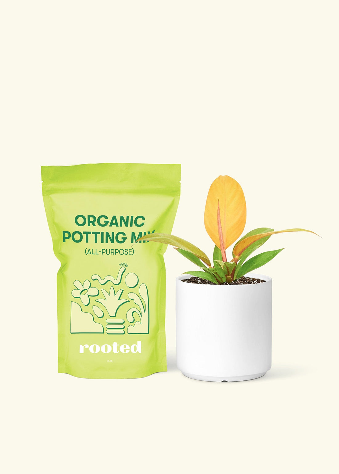 Small Philodendron Prince of Orange in a white cylinder pot and a bag of soil.