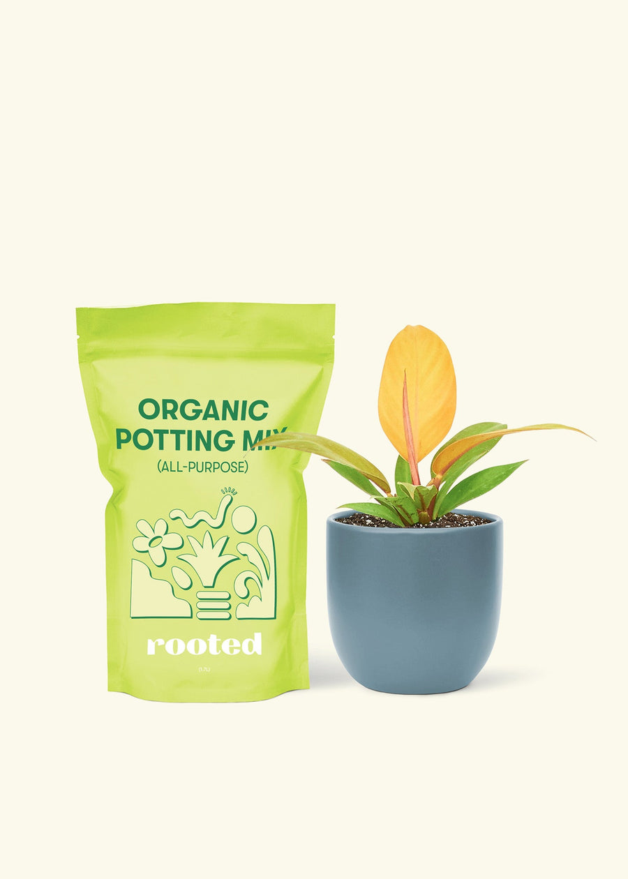 Small Philodendron Prince of Orange in a indigo rounded pot and a bag of soil.