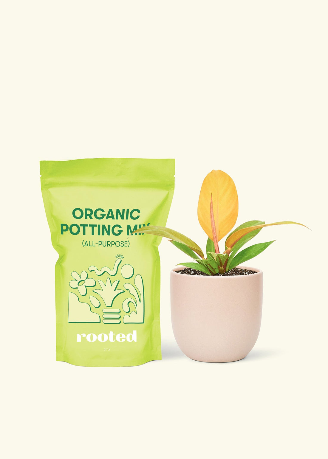 Small Philodendron Prince of Orange in a pink rounded pot and a bag of soil.