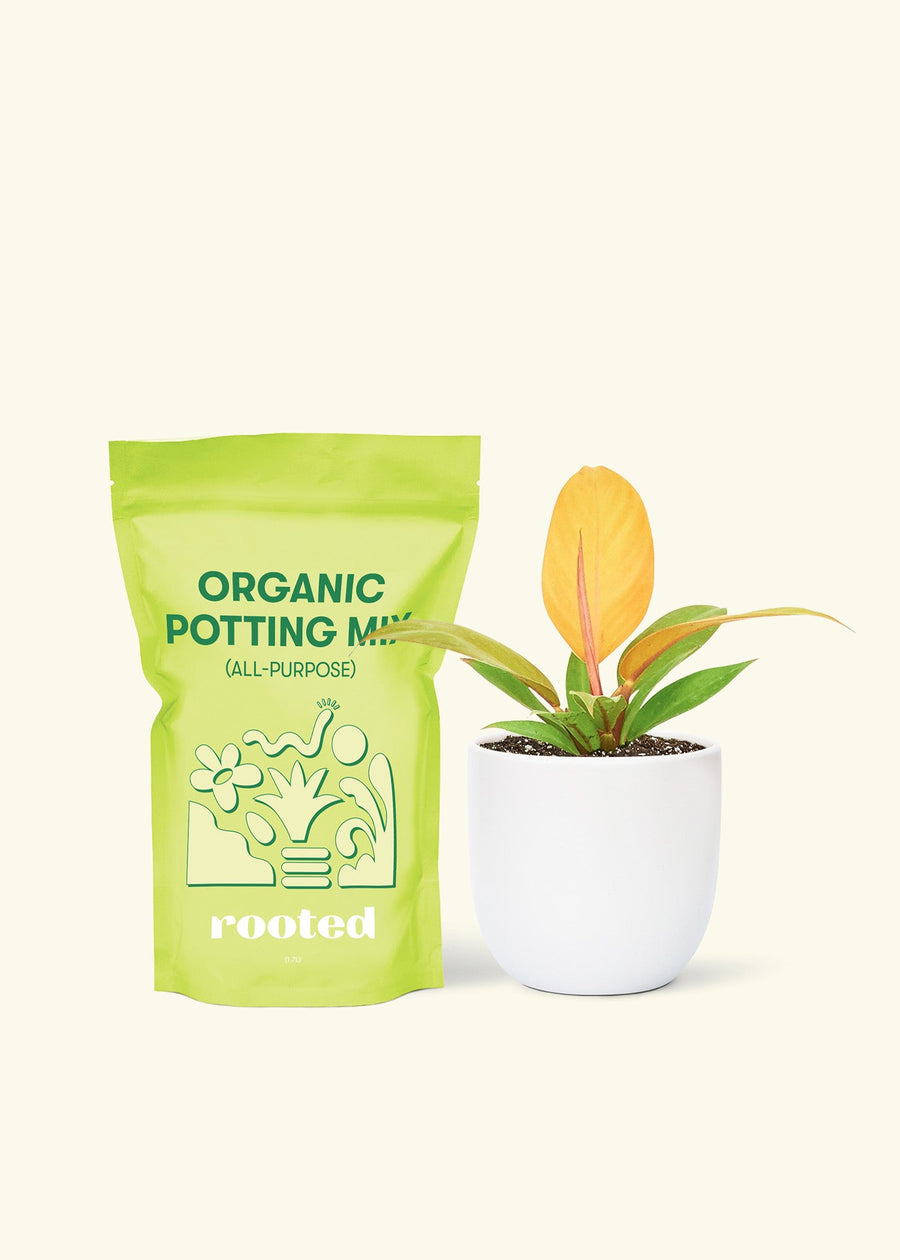 Small Philodendron Prince of Orange in a white rounded pot and a bag of soil.
