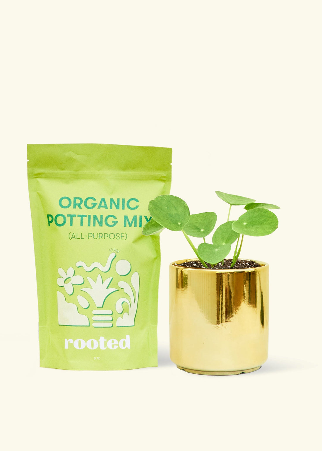 A bag of Organic Potting Mix to the left of a Chinese Money Plant in a gold cylinder ceramic pot.