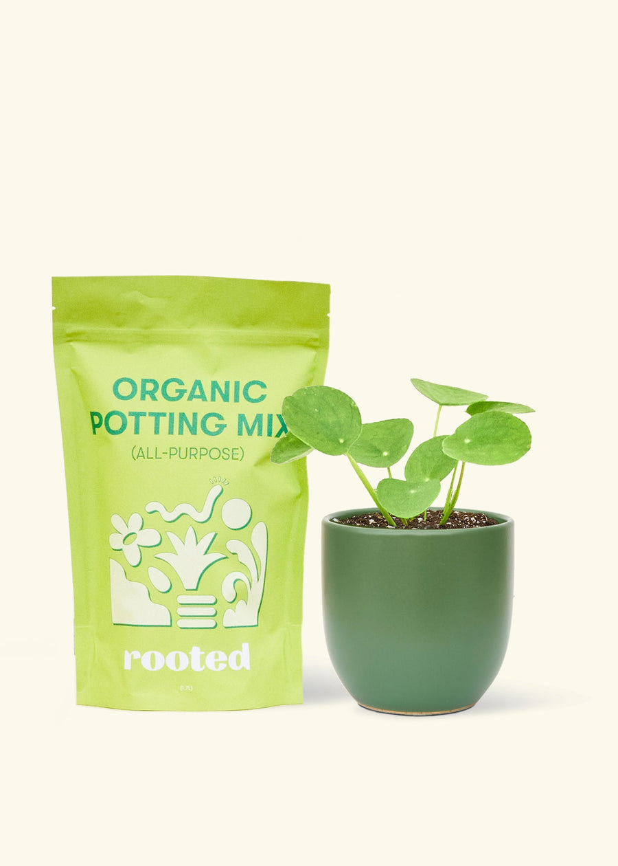 A bag of Organic Potting Mix to the left of a Chinese Money Plant in a forest rounded ceramic pot.