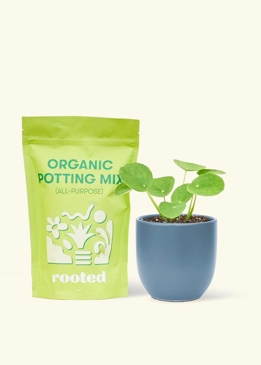 A bag of Organic Potting Mix to the left of a Chinese Money Plant in a indigo rounded ceramic pot.