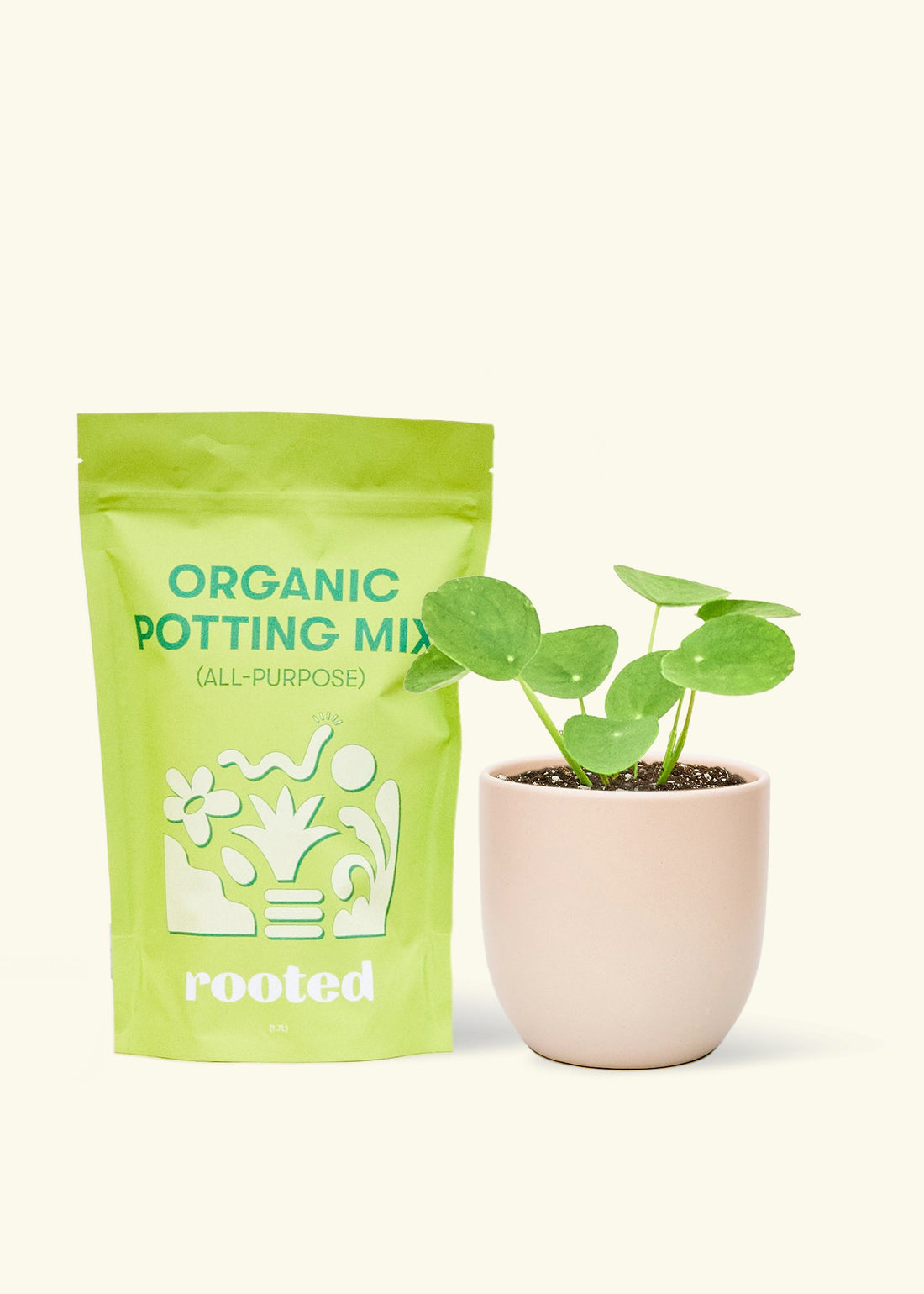 A bag of Organic Potting Mix to the left of a Chinese Money Plant in a pink rounded ceramic pot.