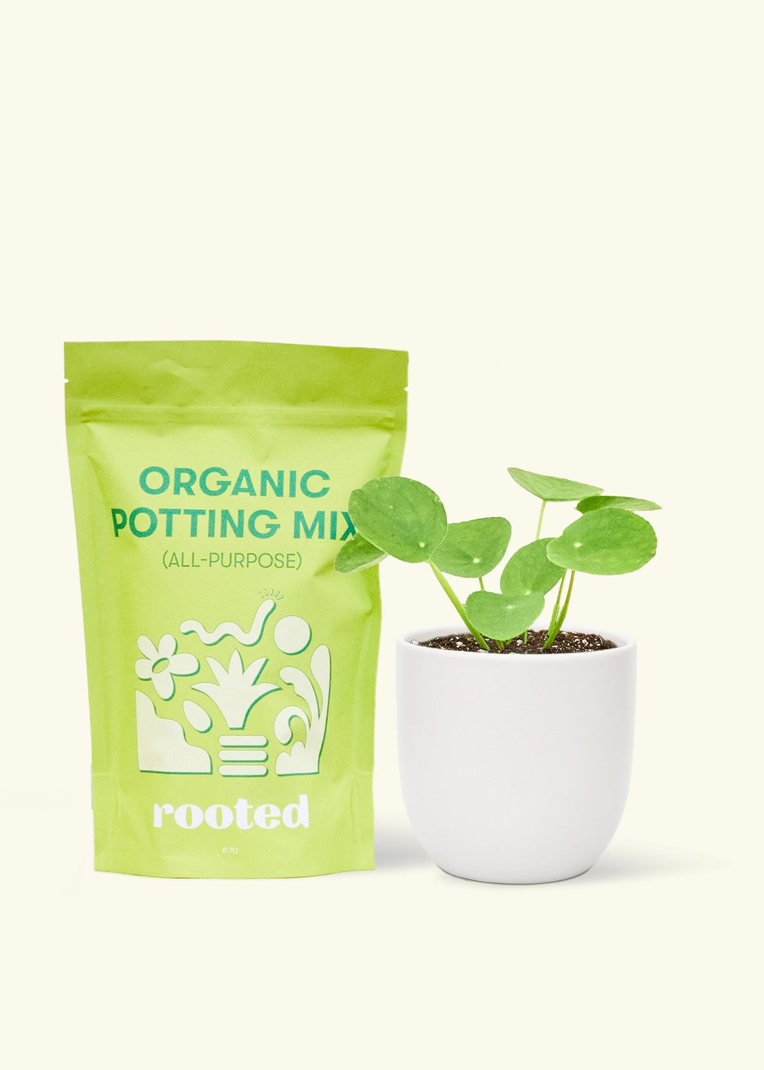 A bag of Organic Potting Mix to the left of a Chinese Money Plant in a white rounded ceramic pot.