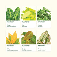 Plantone Postcard Set Merchandise Rooted 6PK 