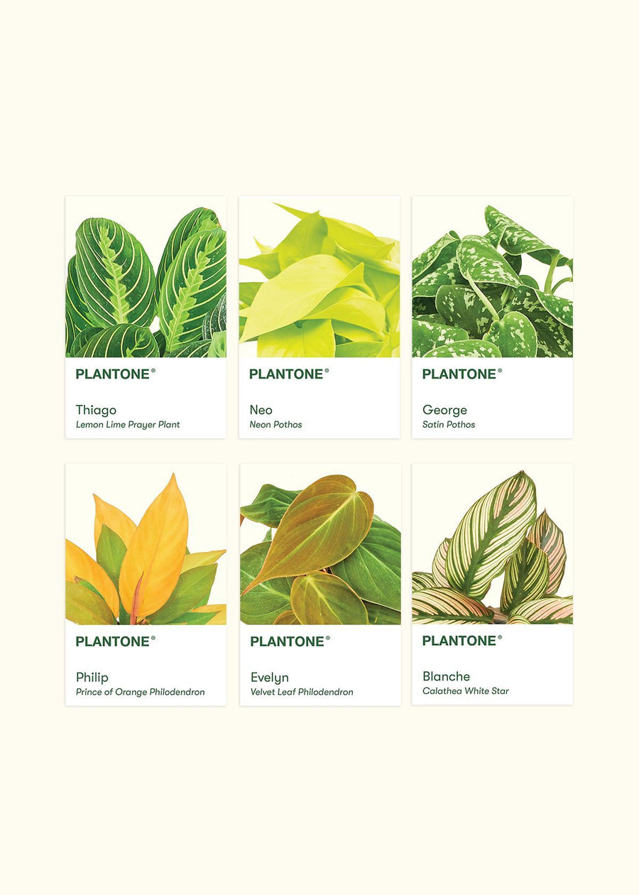 Plantone Postcard Set Merchandise Rooted 6PK 