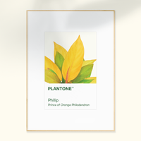 Plantone Postcard Set Merchandise Rooted 