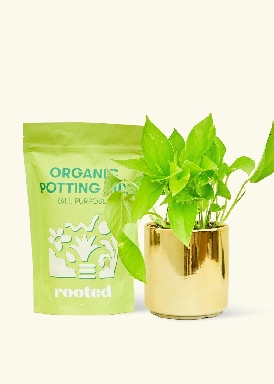 A bag of Organic Potting Mix to the left of a String of Hearts in a gold cylinder ceramic pot.