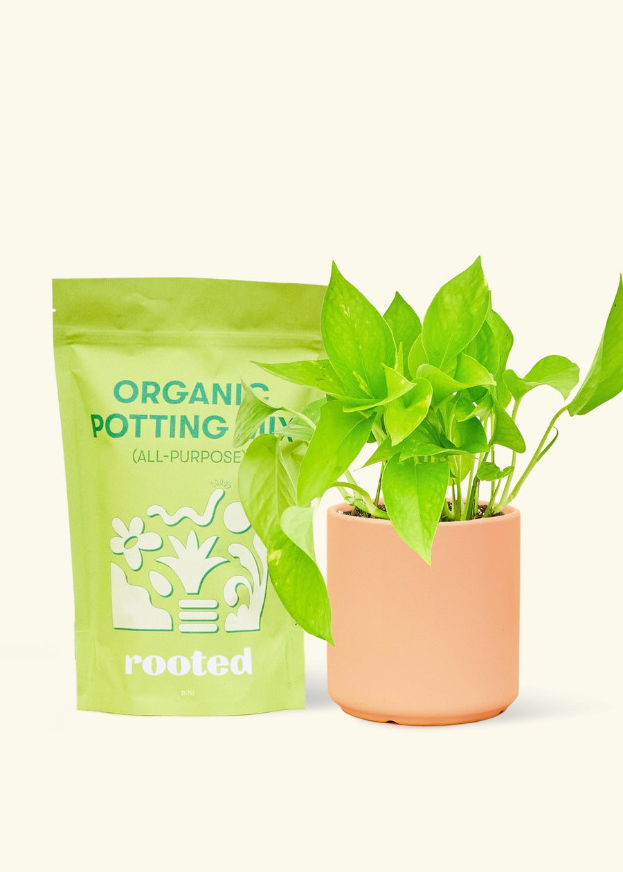 A bag of Organic Potting Mix to the left of a String of Hearts in a peach cylinder ceramic pot.