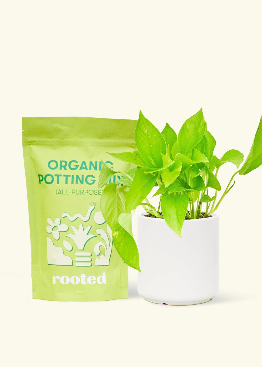 A bag of Organic Potting Mix to the left of a String of Hearts in a white cylinder ceramic pot.